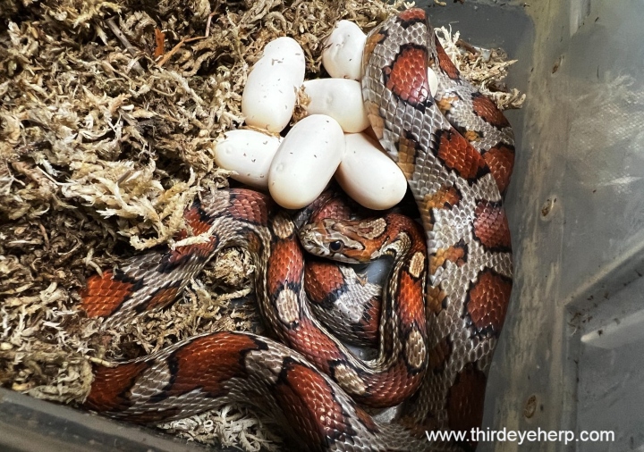 Miami Corn Snake